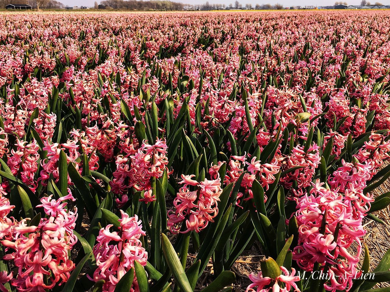 CLOSE-UP OF PINK FLOWERS GROWING ON FIELD