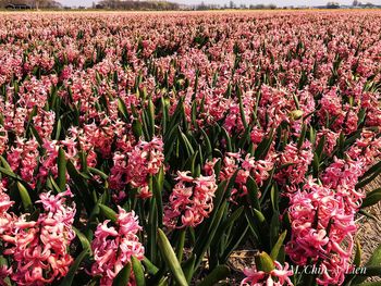 Close-up of pink flowering plants on field