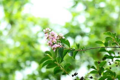 Close-up of flowers blooming on tree