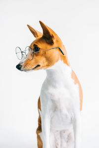 Close-up of a dog looking away