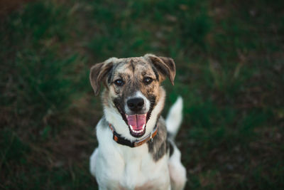 Portrait of dog sticking out tongue on land