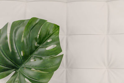 Close-up of green leaves