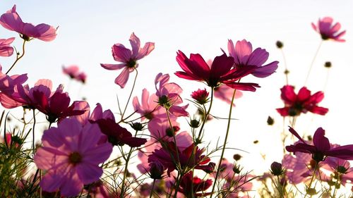 Close-up of pink flowers