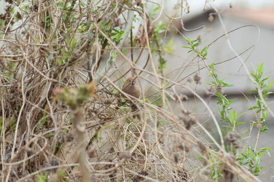Close-up of a bird on field