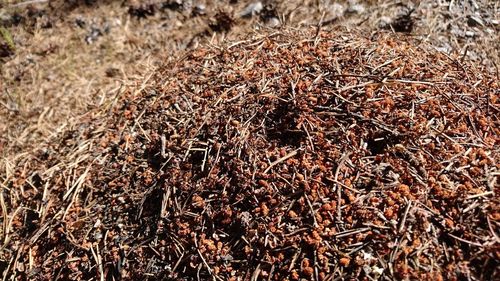 Full frame shot of tree stump