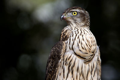 Close-up of eagle