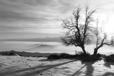 Bare tree on landscape against sky