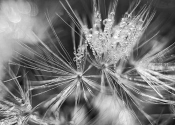 Close-up of dandelion