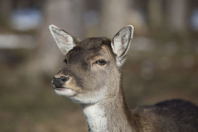 Close-up of deer