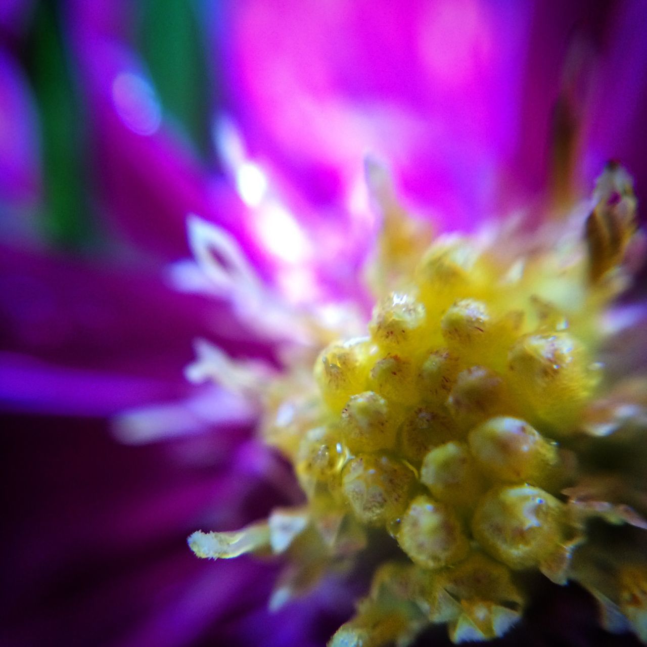 flower, petal, freshness, flower head, fragility, growth, beauty in nature, close-up, pollen, nature, stamen, blooming, single flower, selective focus, purple, in bloom, plant, macro, blossom, springtime