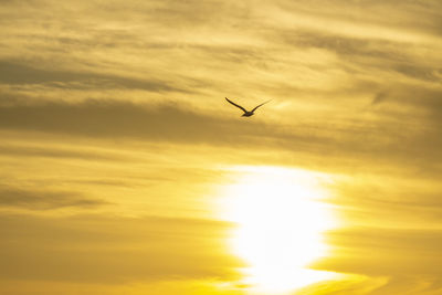 Low angle view of bird flying in sky