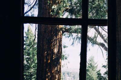 Plant seen through window