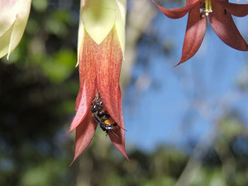 Close-up of insect flying against blurred background