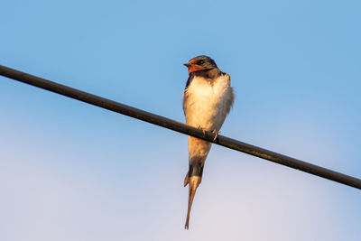 Low angle view of bird perching on metal against clear sky