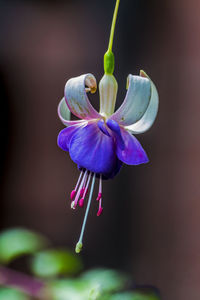 Close-up of flower blooming outdoors