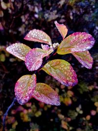 Close-up of wet plant leaves