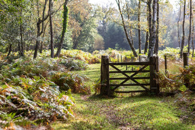 A landscape view of a rustic forest gate in the new forest national park in hampshire, england