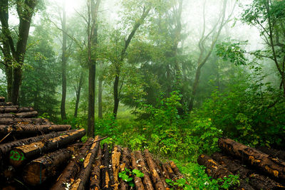 View of trees in forest