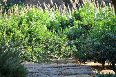 Plants growing on land