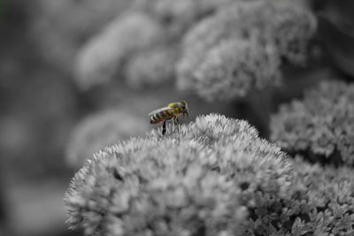 Close-up of bee pollinating on flower