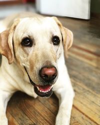 Close-up portrait of dog at home