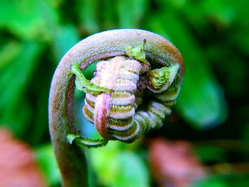 Close-up of fern