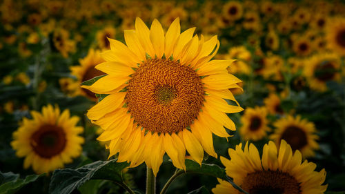 Close-up of sunflower on field