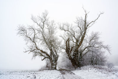 Bare tree on snow covered field against sky