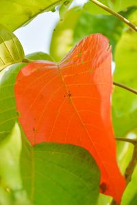 Close-up of orange leaf