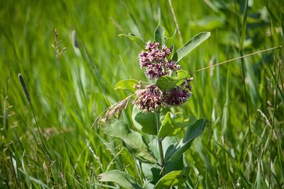 Close-up of purple flowering plant on field