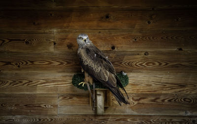 High angle view of bird perching on wooden table