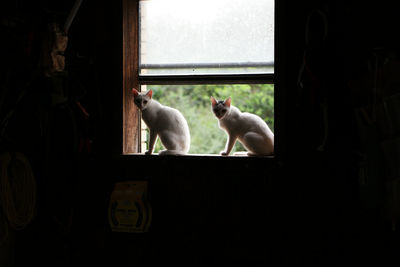 Two cats on window