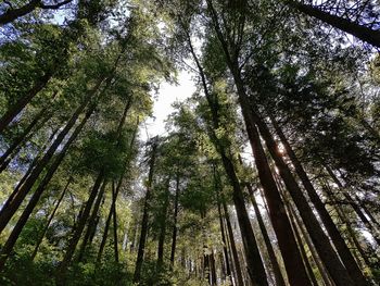 Low angle view of bamboo trees in forest