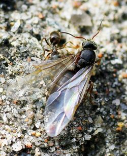 Close-up of insect