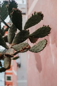 Close-up of prickly pear cactus