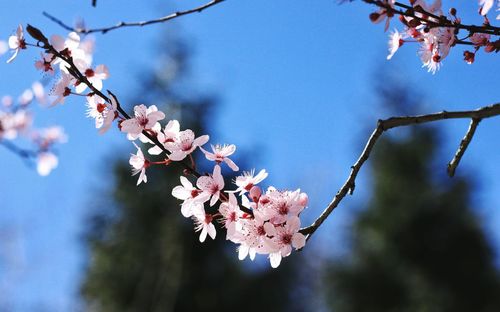 Low angle view of cherry blossoms in spring