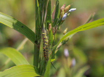 Close-up of insect on plant