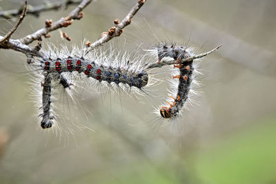 Close-up of spider on web