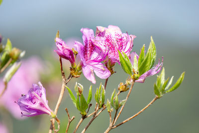 Close-up of pink flowering plant