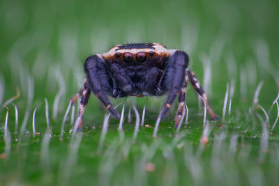 Close-up of spider on plant