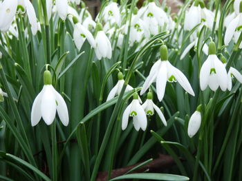 Close-up of white flowers blooming in field