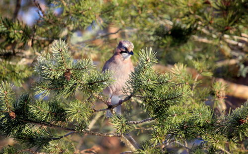 Close-up of bird perching on tree