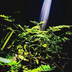 Low angle view of plants at night