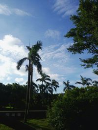 Low angle view of palm trees