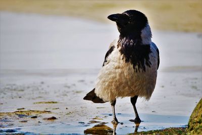 Bird perching on a beach