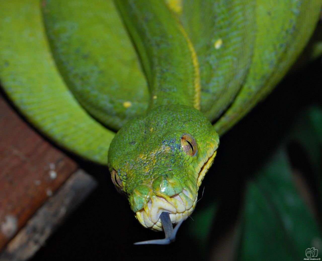 animal themes, one animal, animal wildlife, animal, green color, animals in the wild, reptile, vertebrate, close-up, no people, nature, day, focus on foreground, animal body part, lizard, outdoors, animal head, plant, selective focus, gecko, animal scale, animal eye