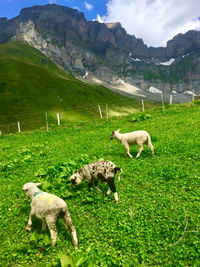 Sheep grazing in a field