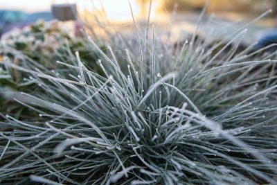 Close-up of frost on field