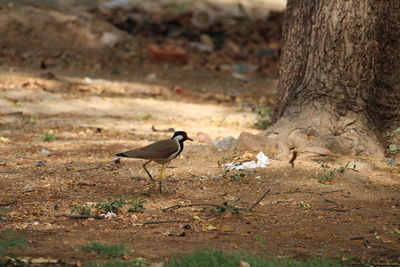 Bird perching on tree