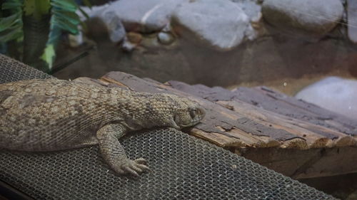 High angle view of lizard on rock at zoo